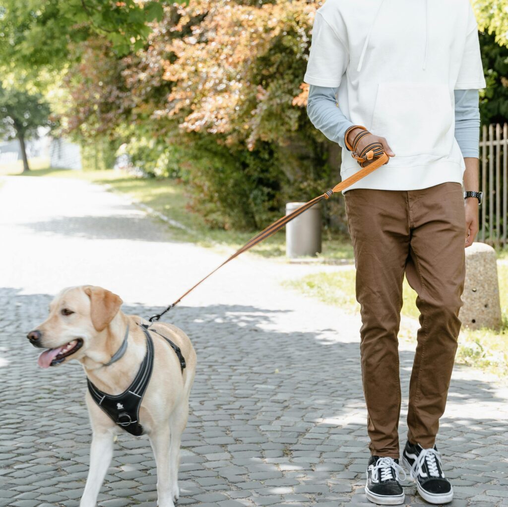 宮崎のペットの散歩代行