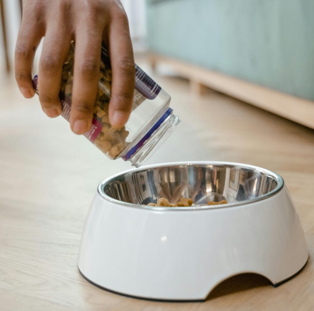 宮崎のペットのお世話代行