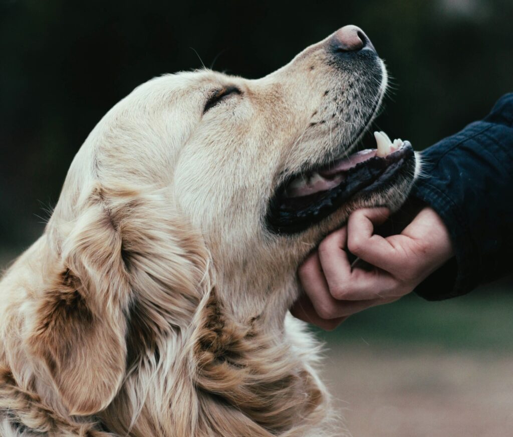 ciocan-ciprian-zrZGOpdBCLo-unsplash ペットシッターPAWS&ONEのメニューと料金